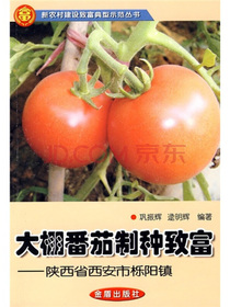 大棚番茄制种致富—陕西省西安市栎阳镇