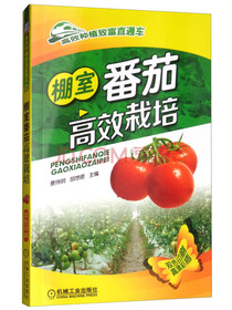 棚室番茄高效栽培
