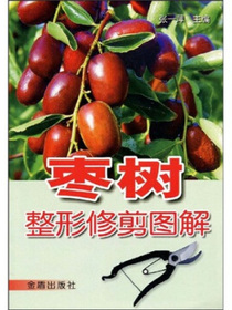 枣树整形修剪图解
