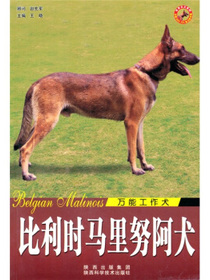 比利时马里努阿犬（万能工作犬）