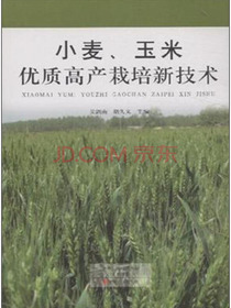 小麦：玉米优质高产栽培新技术