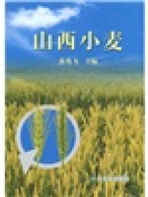 山西小麦