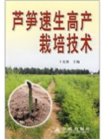 芦笋速生高产栽培技术