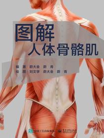 图解人体骨骼肌