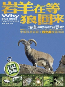 岩羊在等狼回来：走进自然保护区寻珍